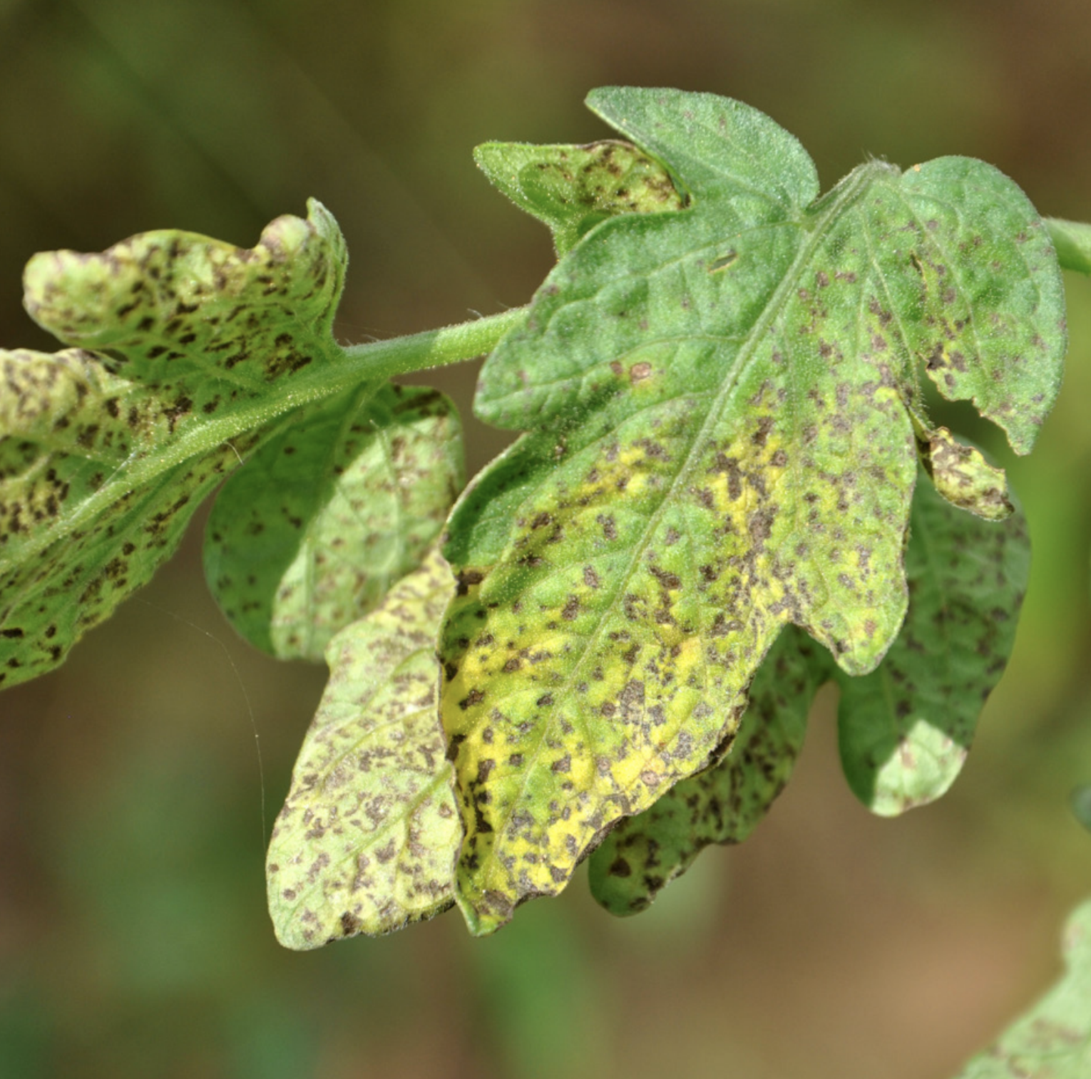 hyperplasia in plants